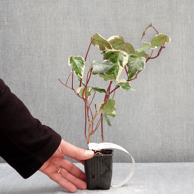 Example of Lierre commun - Hedera helix Eva Godet de 8/9 cm as you get in hiver