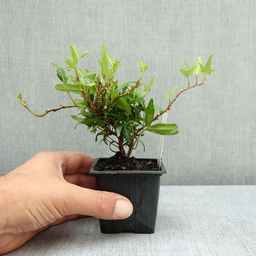 Spécimen de Lierre commun - Hedera helix Evergreen Godet de 8/9 cm tel que livré en été