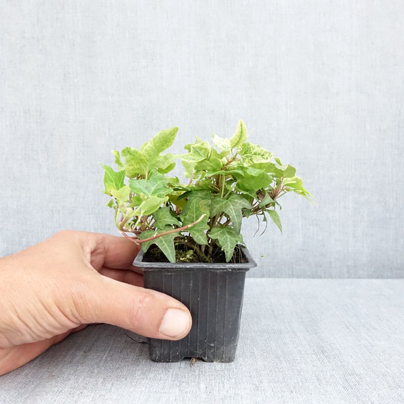 Spécimen de Lierre commun - Hedera helix Frosty Godet de 8/9 cm tel que livré au printemps