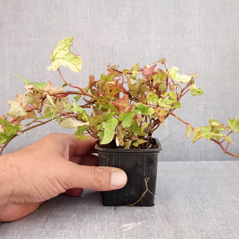 Spécimen de Lierre commun - Hedera helix Frosty Godet de 8/9 cm tel que livré en automne