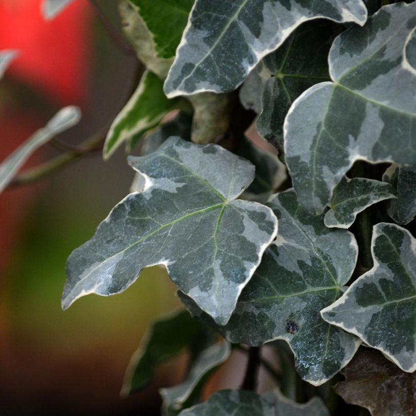 Lierre commun - Hedera helix Glacier (Foliage)