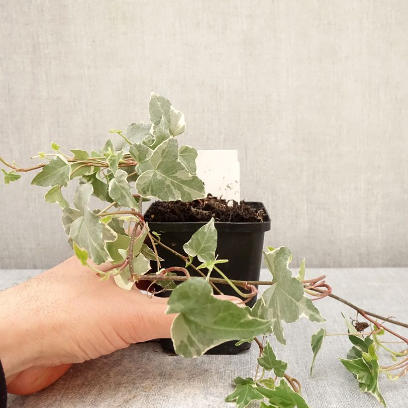 Spécimen de Lierre commun - Hedera helix Glacier Godet de 8/9 cm tel que livré au printemps