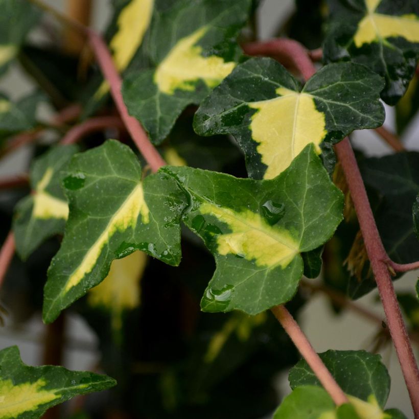 Lierre commun - Hedera helix Goldheart (Foliage)
