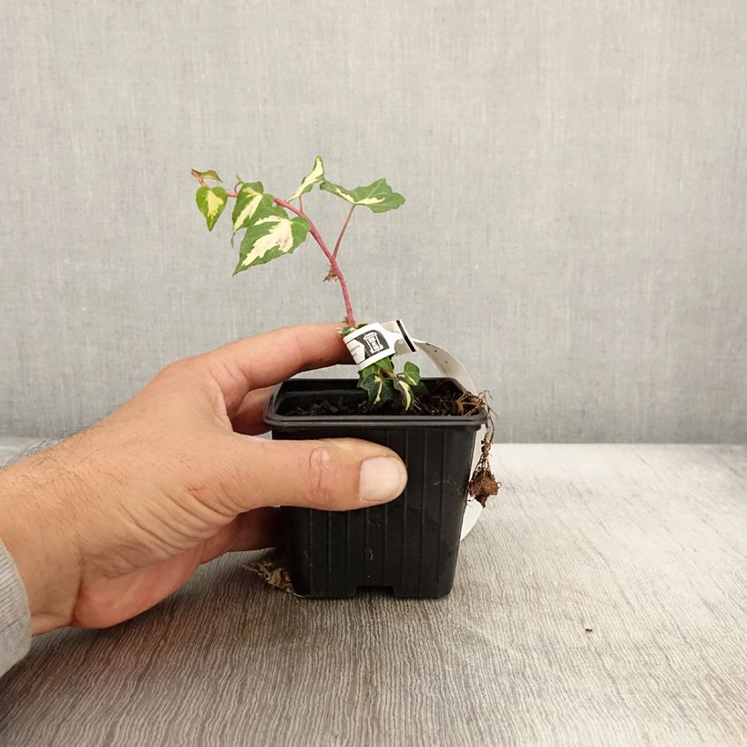 Spécimen de Lierre commun - Hedera helix Goldheart Godet de 8/9 cm tel que livré en automne