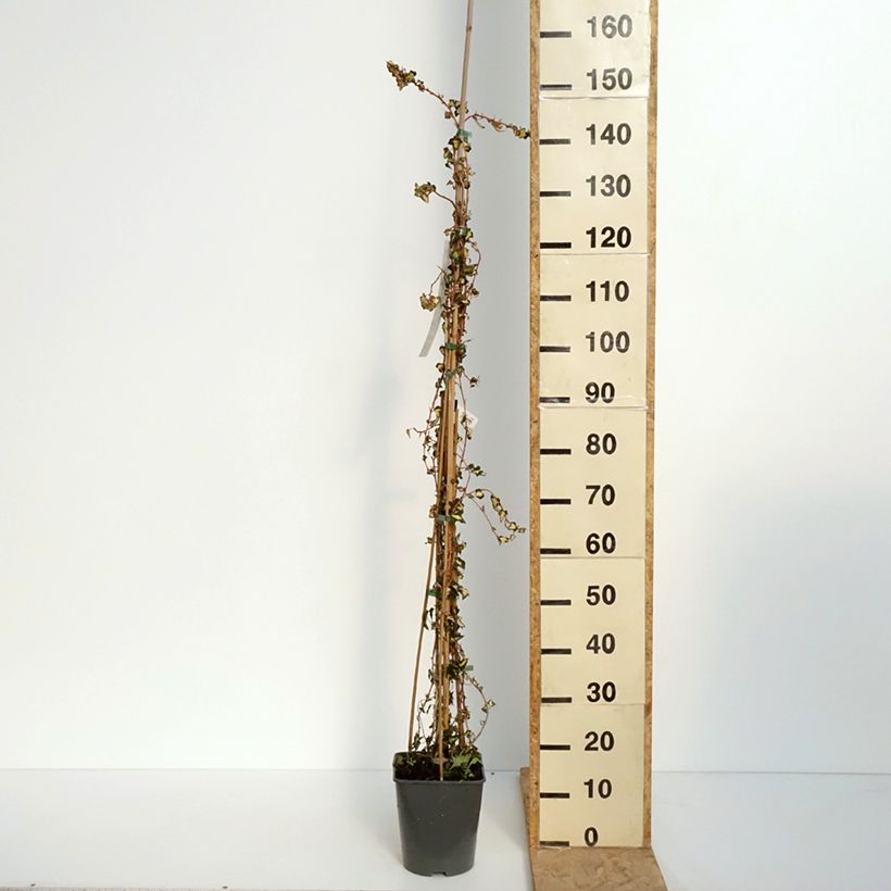 Example of Lierre commun - Hedera helix Goldheart Pot de 4L/5L as you get in printemps