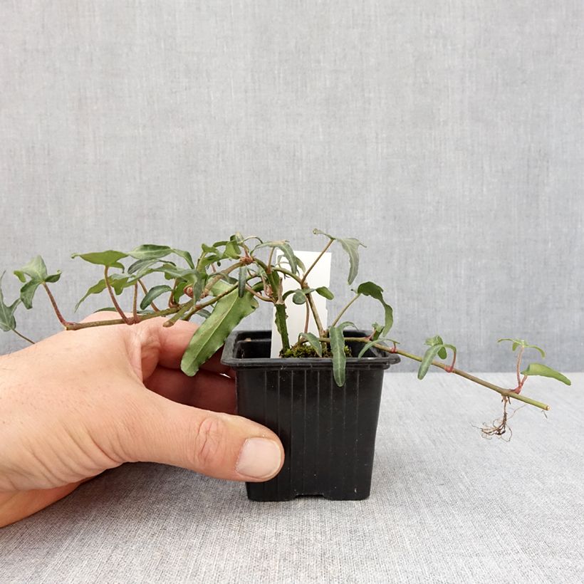 Example of Lierre commun - Hedera helix Kappeln Godet de 8/9 cm as you get in printemps