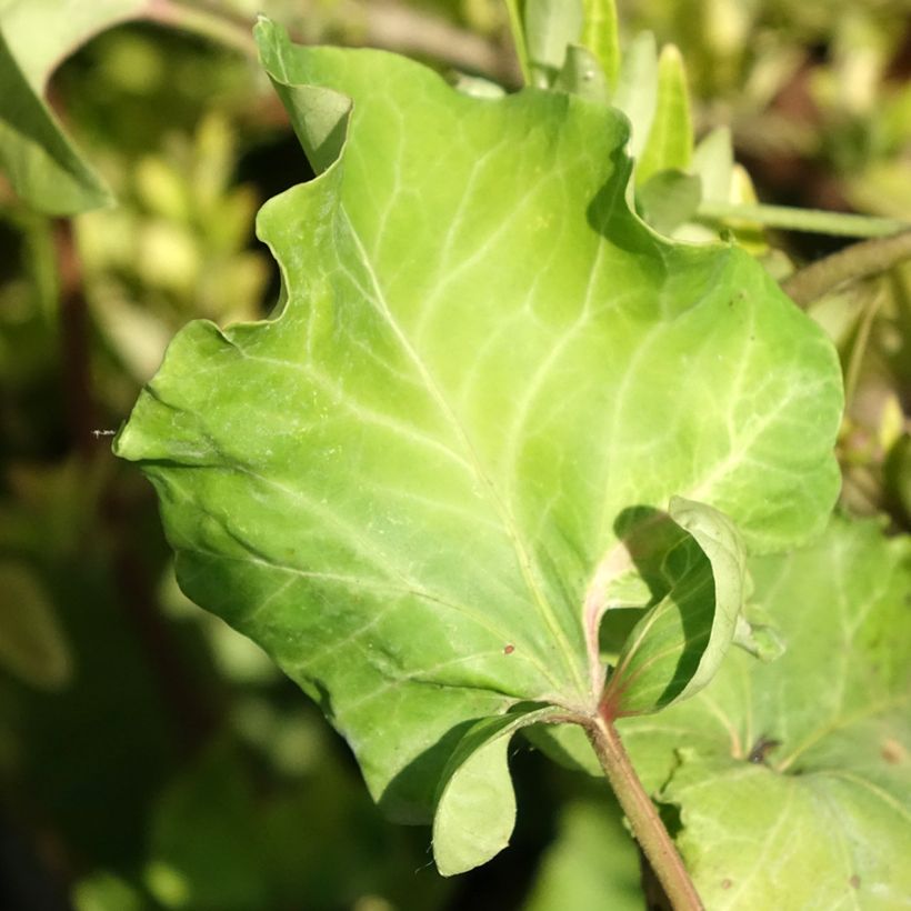 Lierre commun - Hedera helix Obelix (Feuillage)
