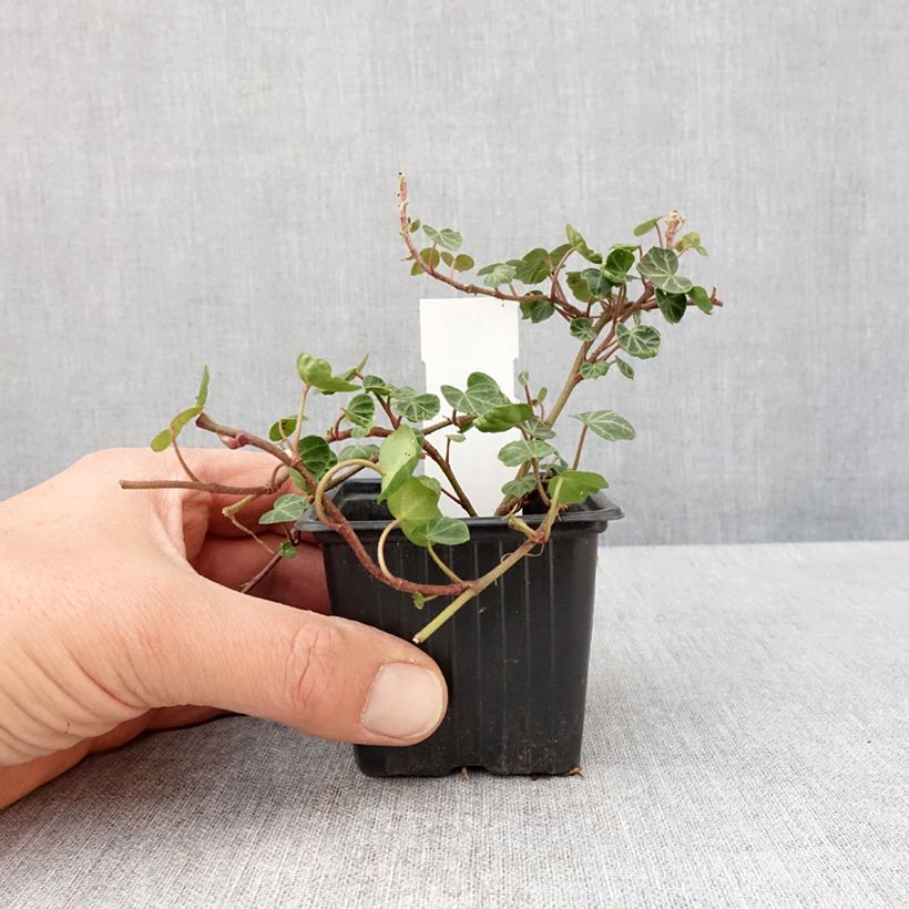Example of Lierre commun - Hedera helix Peter Pan Godet de 8/9 cm as you get in printemps