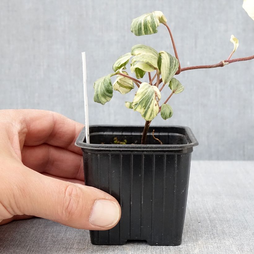 Spécimen de Lierre commun - Hedera helix Reef Shell Godet de 8/9 cm tel que livré au printemps