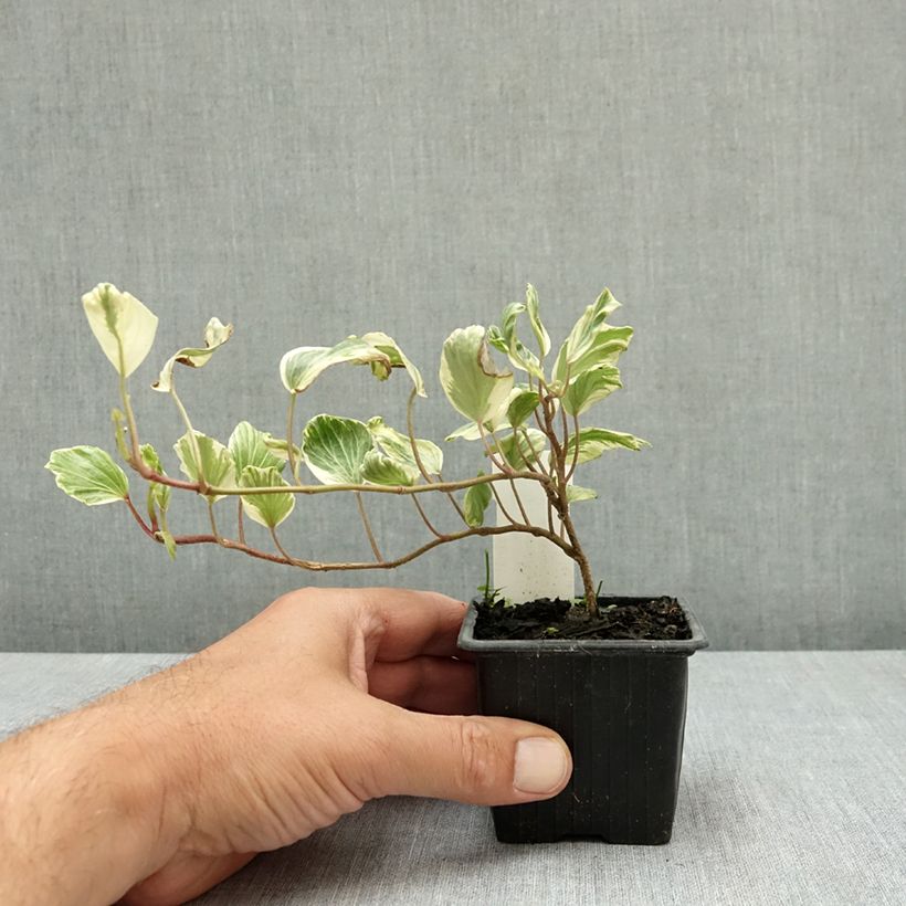 Spécimen de Lierre commun - Hedera helix Reef Shell Godet de 8/9 cm tel que livré en été