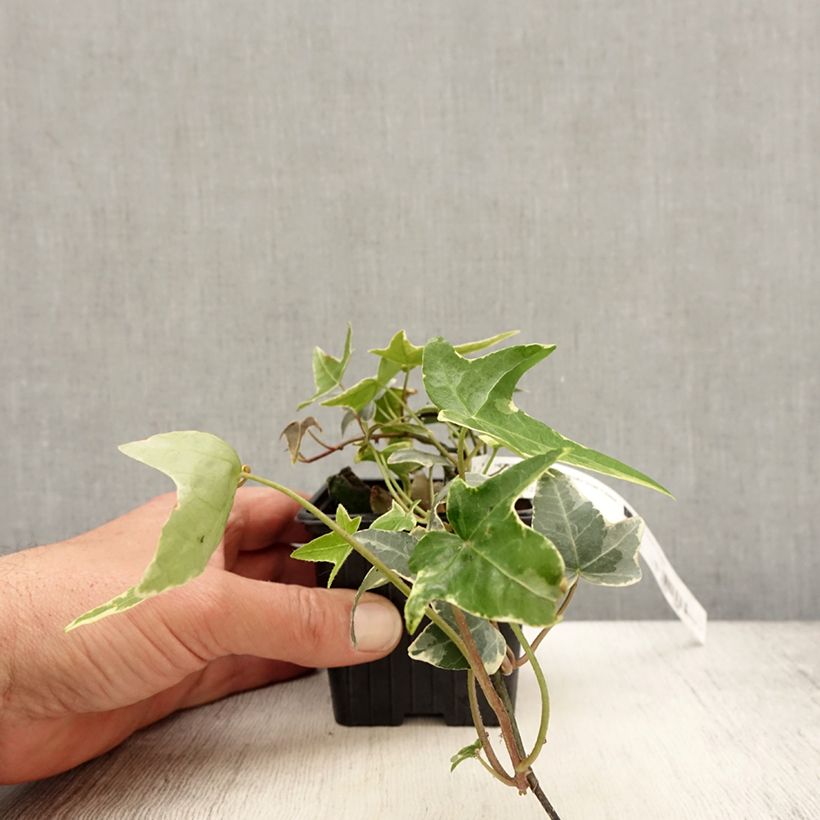 Example of Lierre commun - Hedera helix Sagittifolia Variegata Godet de 8/9 cm as you get in printemps