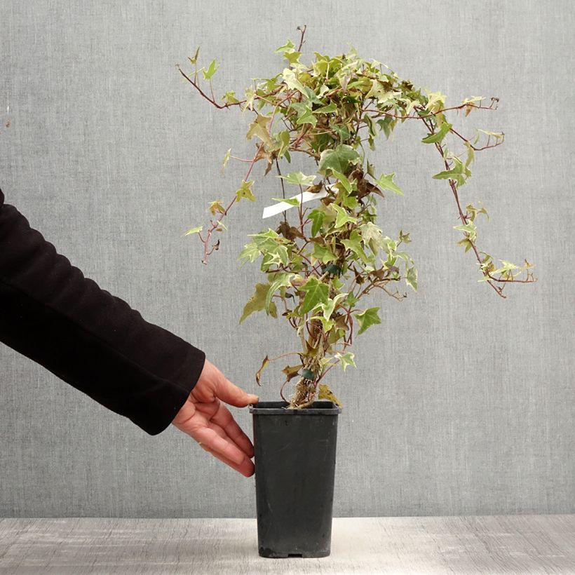 Example of Lierre commun - Hedera helix Sagittifolia Variegata Pot de 1,5L/2L as you get in printemps
