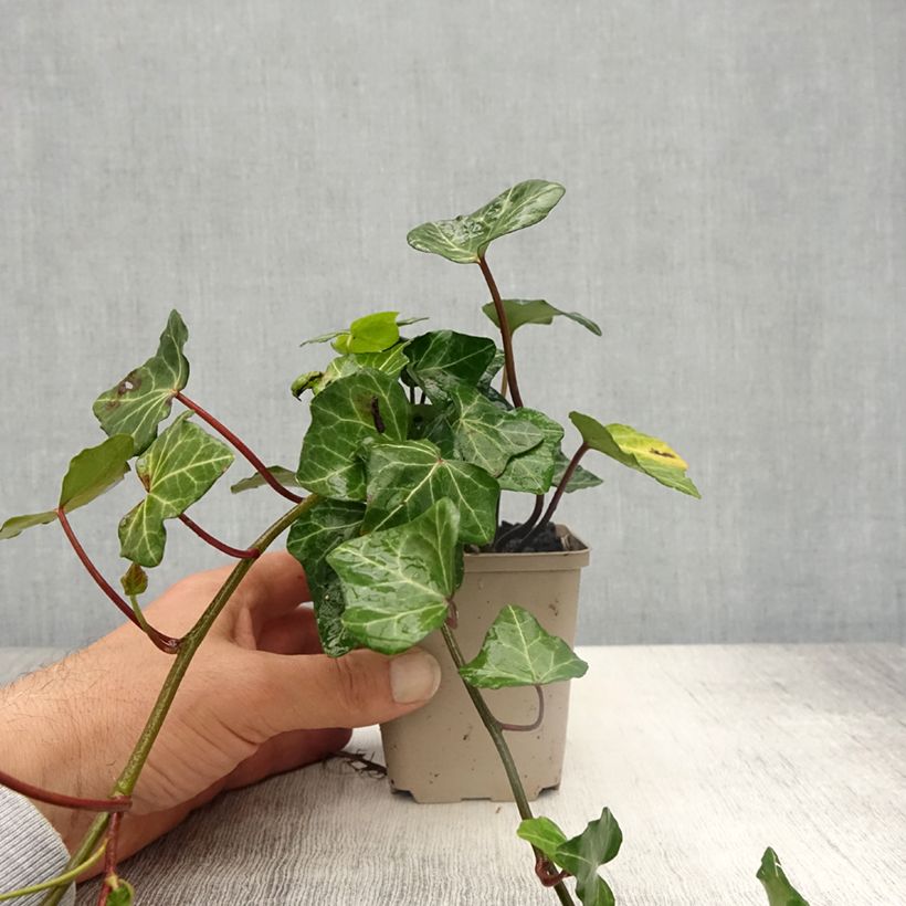 Example of Lierre commun - Hedera helix Woerner Godet de 8/9 cm as you get in printemps