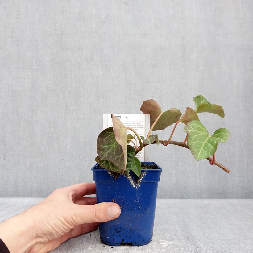 Example of Lierre couvre-sol Hedera Algerian Bellecour® Pot de 1L/1,5L as you get in hiver