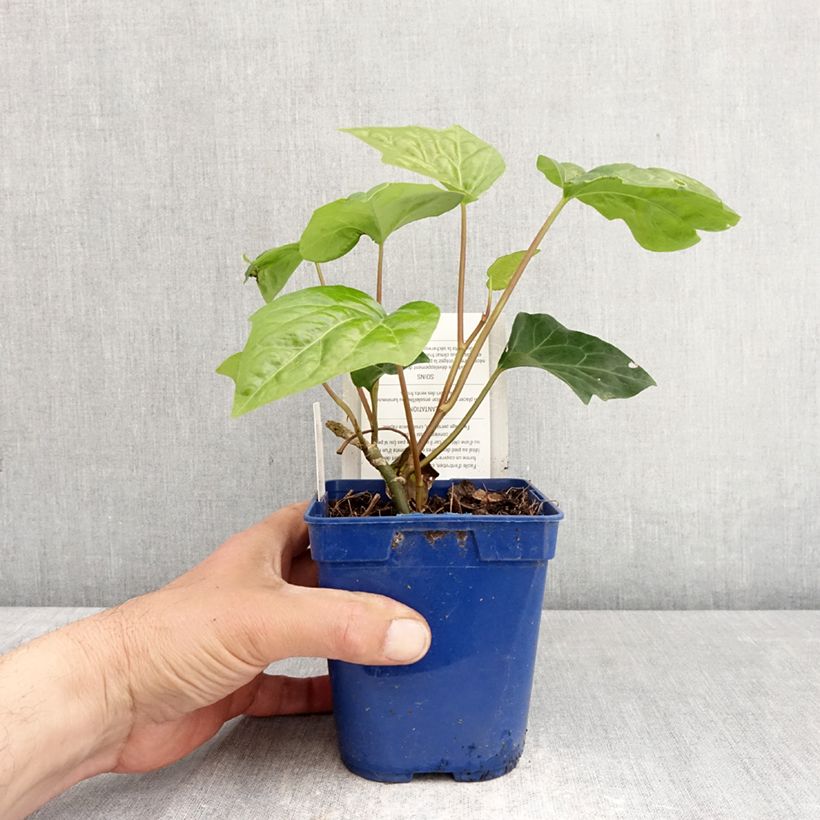 Spécimen de Lierre couvre-sol Hedera Algerian Bellecour® Pot de 1L/1,5L tel que livré au printemps
