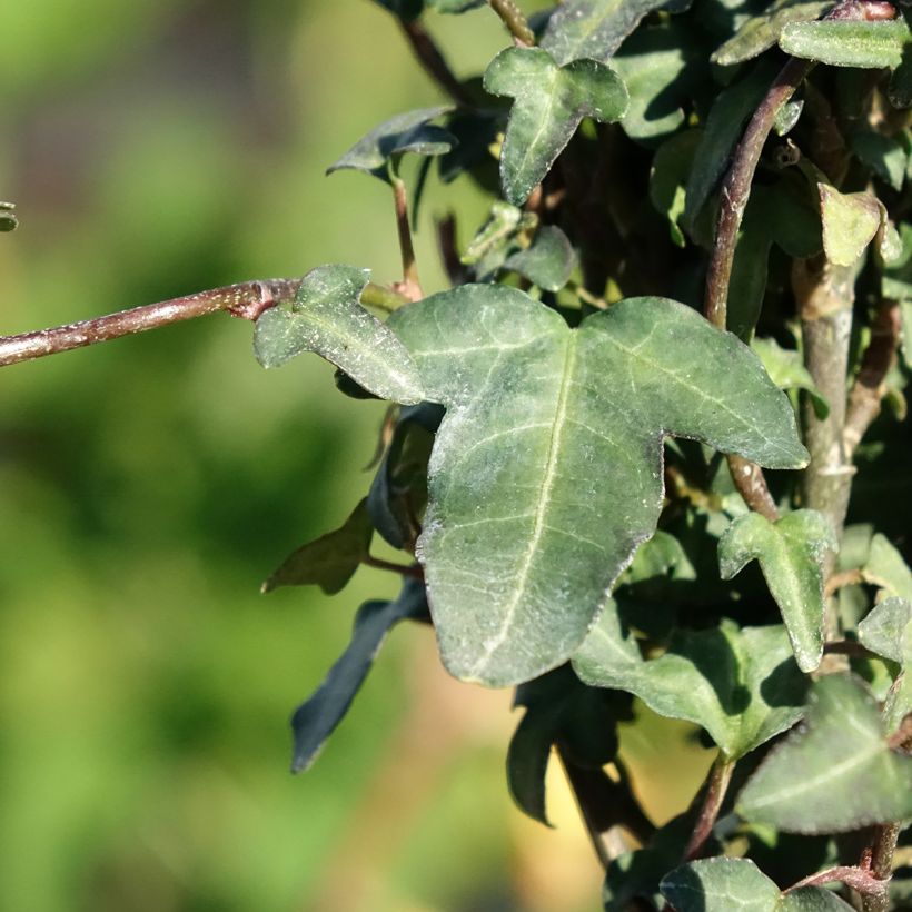 Lierre d'Irlande - Hedera helix Spetchley  (Feuillage)