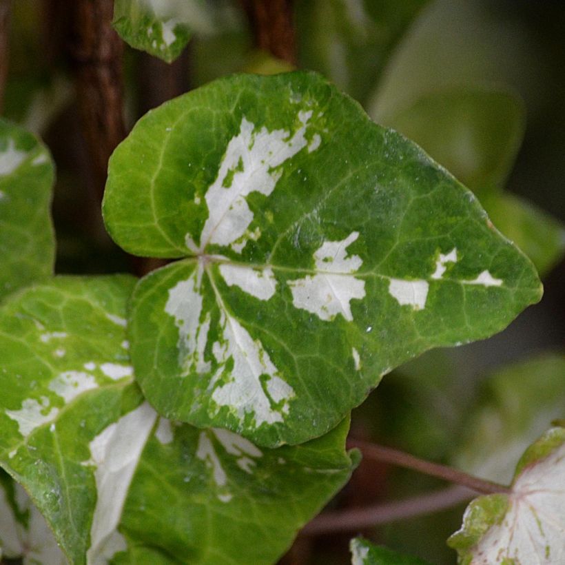 Lierre d'ornement - Hedera helix Kolibri (Foliage)