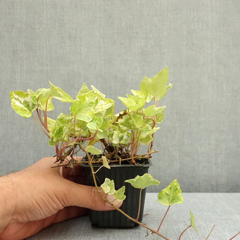 Spécimen de Lierre d'ornement - Hedera helix Kolibri Godet de 8/9 cm tel que livré en été