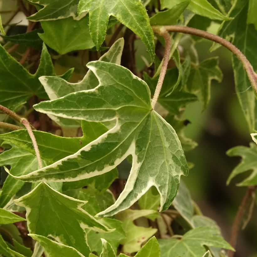 Lierre d'ornement - Hedera helix White Ripple (Feuillage)