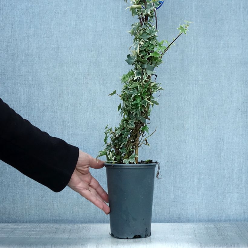 Spécimen de Lierre d'ornement - Hedera helix White Ripple Pot de 1,5L/2L tel que livré en automne