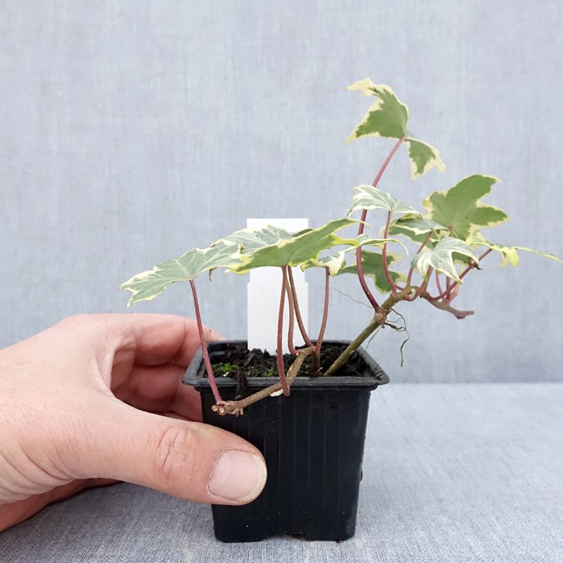 Spécimen de Lierre d'ornement - Hedera helix Yellow Ripple 'Golden Starlight' Godet de 8/9 cm tel que livré au printemps