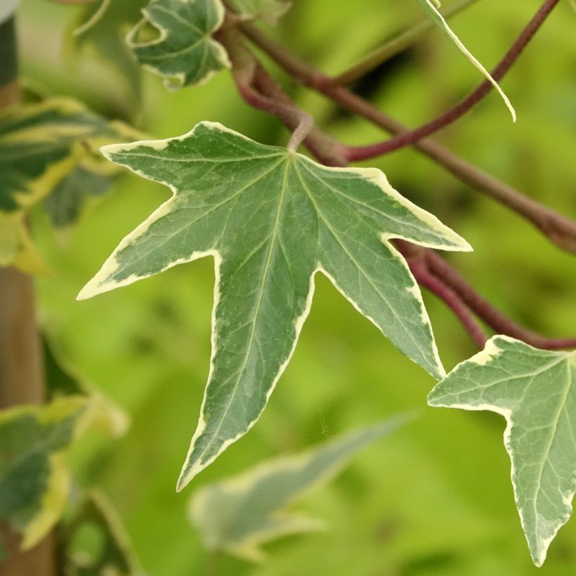 Lierre d'ornement - Hedera helix Yellow Ripple 'Golden Starlight' (Feuillage)