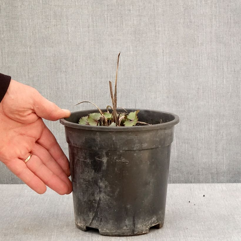 Example of Ligulaire hessei Lanternchern - Ligularia x hessei Lanternchen Pot de 2L/3L as you get in printemps