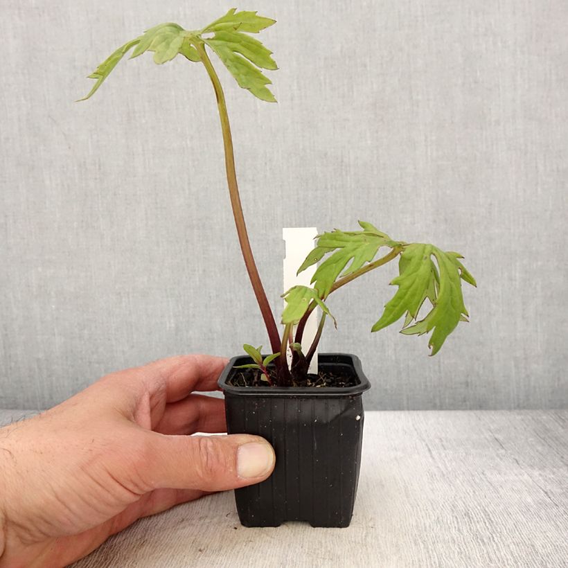 Spécimen de Ligulaire - Ligularia japonica Rising Sun Godet de 8/9 cm tel que livré au printemps