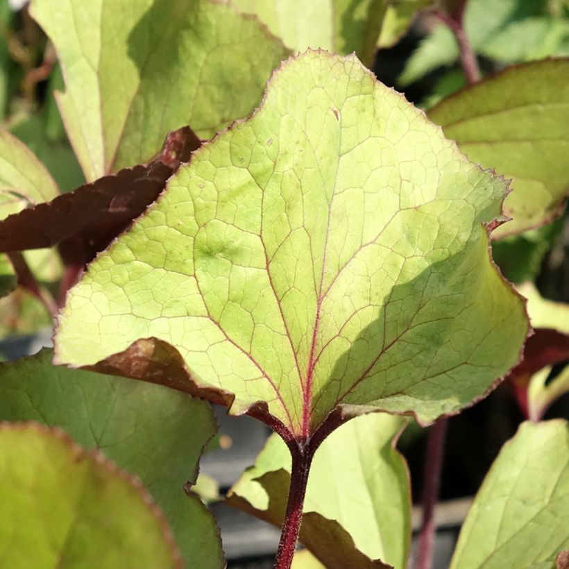 Ligularia dentata Garden Confetti - Ligulaire (Feuillage)