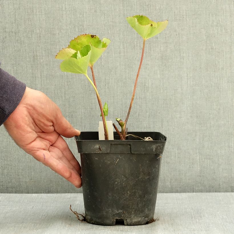 Spécimen de Ligularia dentata Othello - Ligulaire Pot de 2L/3L tel que livré en été