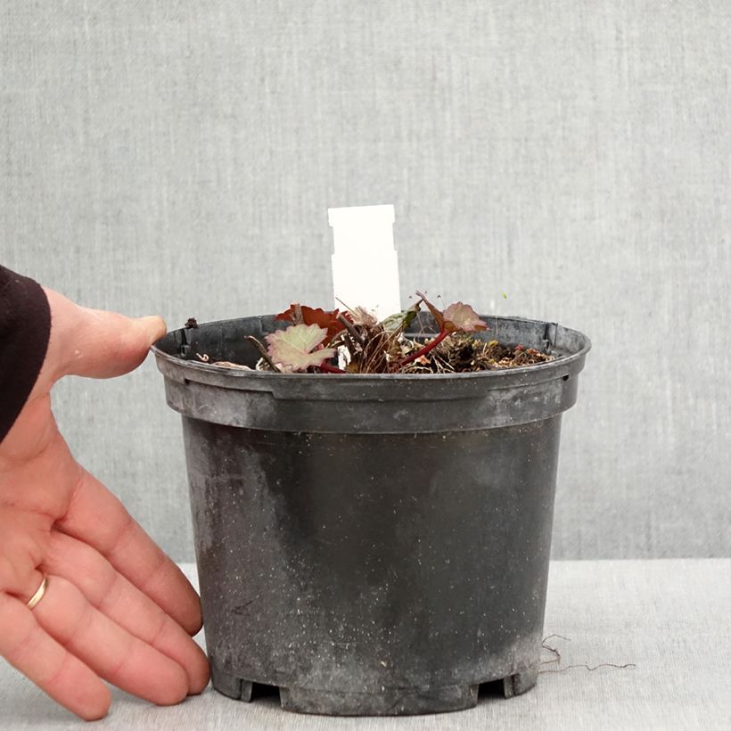 Example of Ligularia dentata Othello - Ligulaire Pot de 2L/3L as you get in printemps