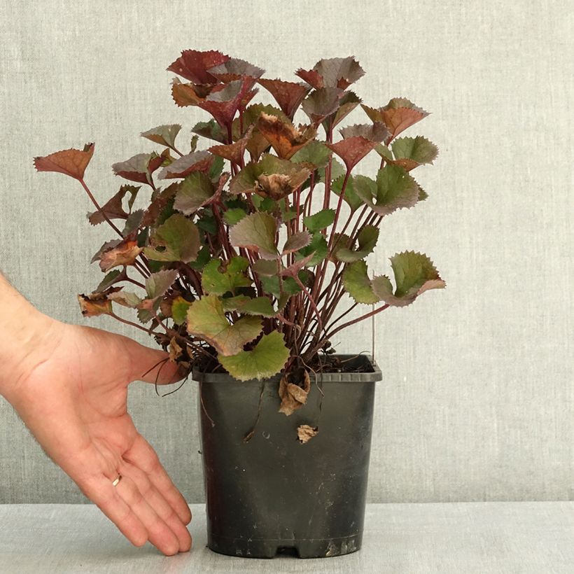 Spécimen de Ligularia dentata Pandora® - Ligulaire naine. Pot de 2L/3L tel que livré en été