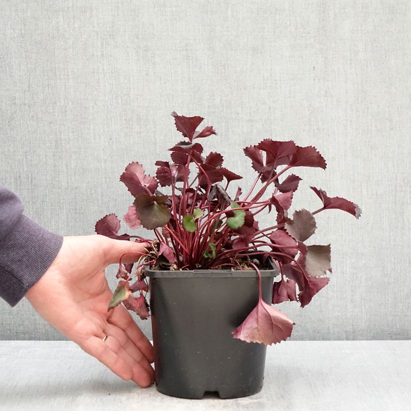 Spécimen de Ligularia dentata Pandora® - Ligulaire naine. Pot de 2L/3L tel que livré au printemps