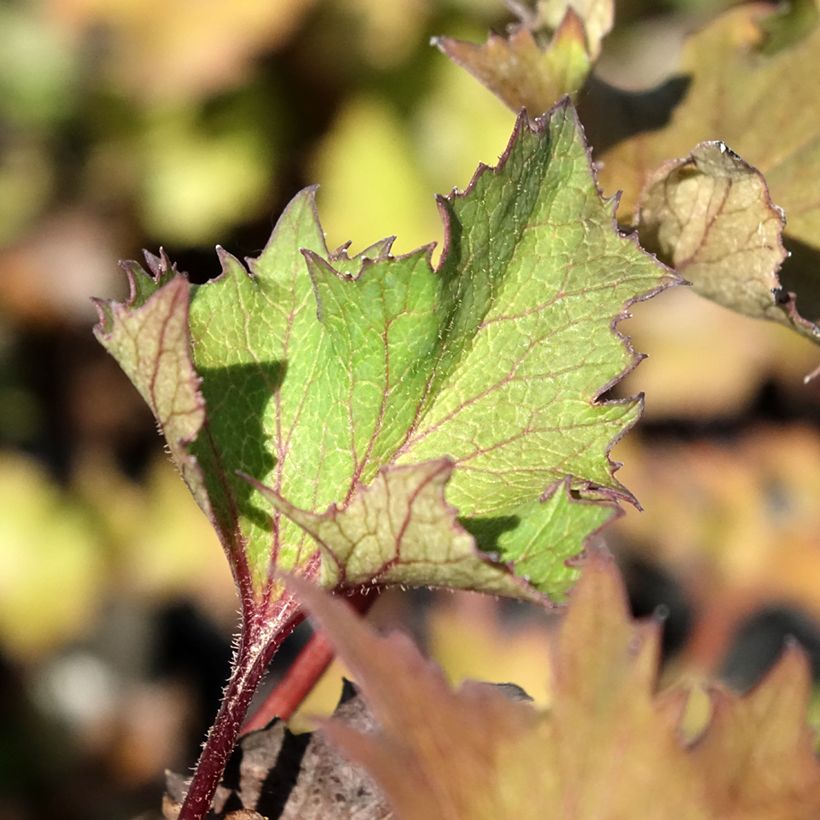 Ligularia Little Golden Ray - Ligulaire (Foliage)