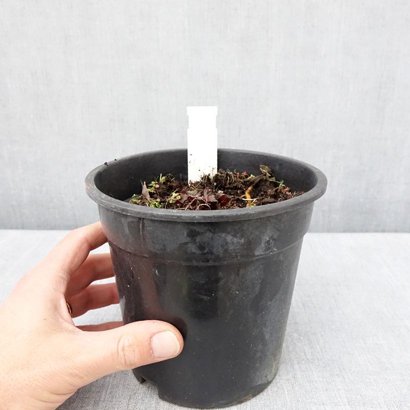 Example of Ligularia Little Golden Ray - Ligulaire Pot de 2L/3L as you get in printemps