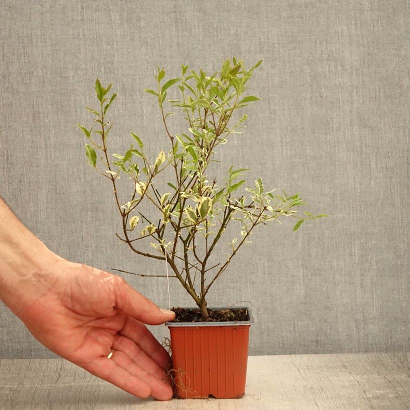 Example of Ligustrum ibota Musli - Troène Godet de 8/9 cm as you get in printemps