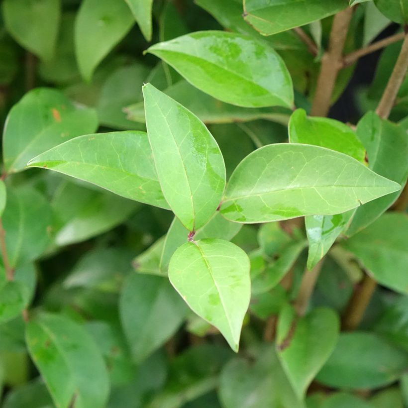 Ligustrum japonicum Korean Dwarf - Troène du Japon (Feuillage)