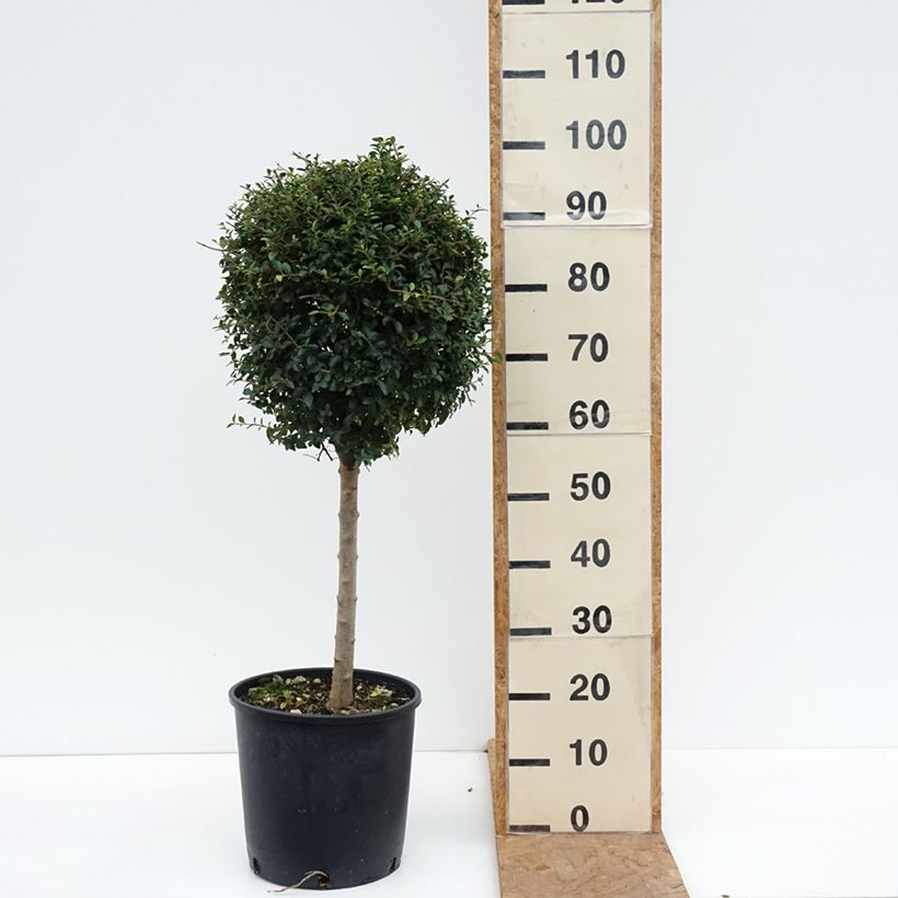 Spécimen de Ligustrum jonandrum (ionandrum) - Troène du Yunnan Pot de 12L/15L, 1/4 de tige, Quart de tige 40 cm/ forme boule diamètre 30/35 cm tel que livré en automne