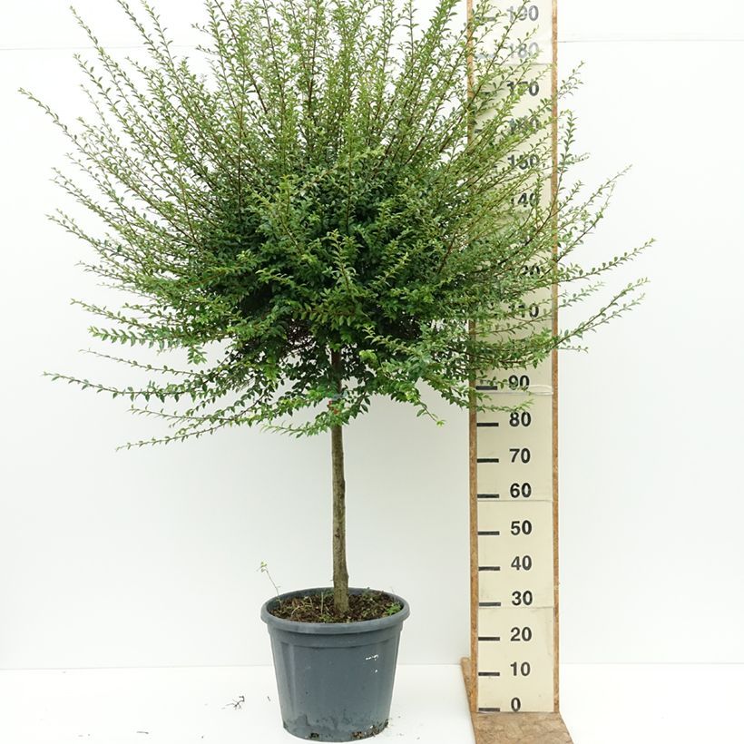Spécimen de Ligustrum jonandrum (ionandrum) - Troène du Yunnan Pot de 20L/25L, Demi-Tige, Demi-tige 80 cm/ forme boule diamètre 40/45 cm tel que livré en été