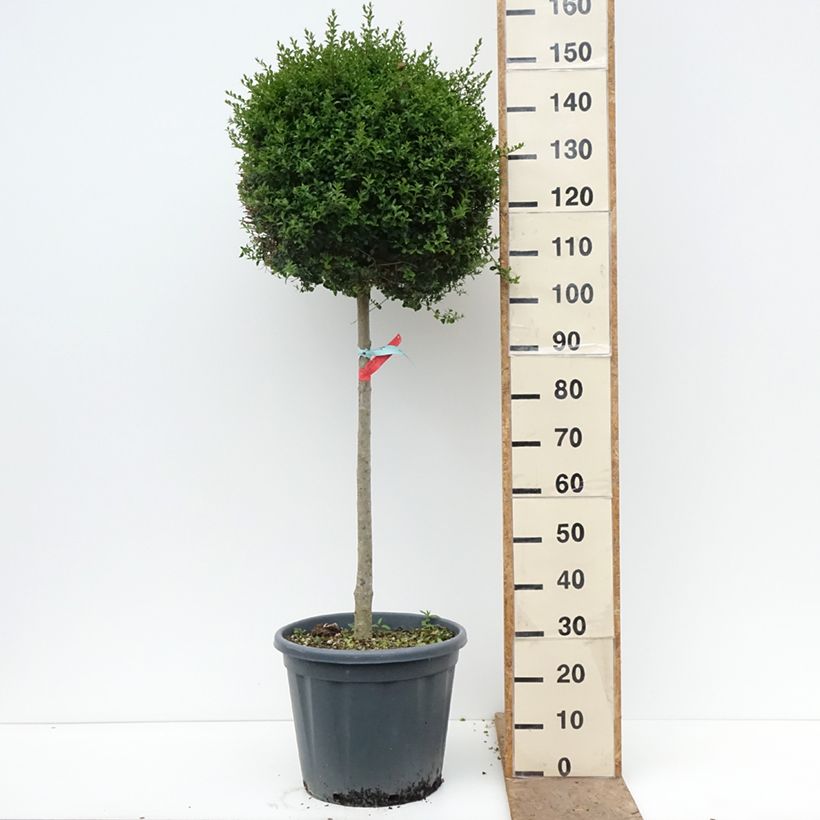 Spécimen de Ligustrum jonandrum (ionandrum) - Troène du Yunnan Pot de 20L/25L, Demi-Tige, Demi-tige 80 cm/ forme boule diamètre 40/45 cm tel que livré au printemps