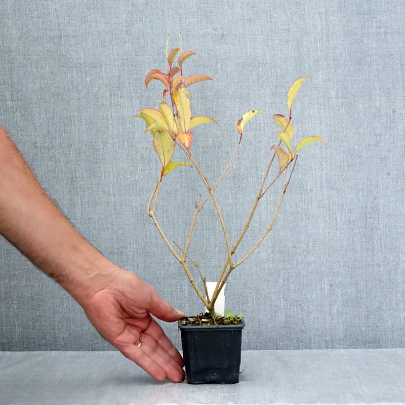 Spécimen de Ligustrum lucidum Green Screen - Troène brillant Godet de 8/9 cm tel que livré en automne