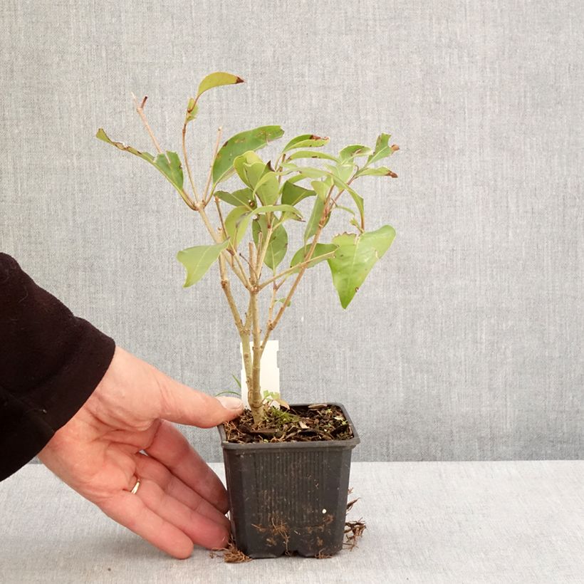 Example of Ligustrum lucidum Green Screen - Troène brillant Godet de 8/9 cm as you get in printemps