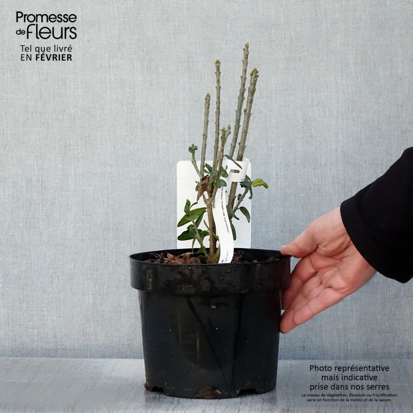 Spécimen de Ligustrum vulgare Straight Talk - Troène commun Pot de 3L/4L tel que livré en hiver