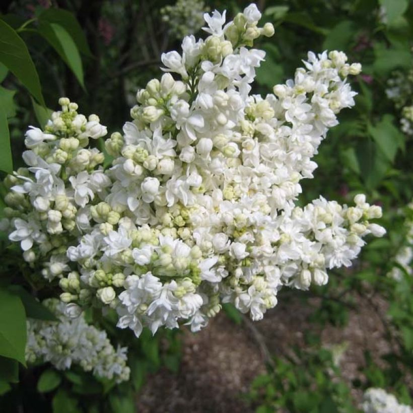 Lilas - Syringa vulgaris Madame Lemoine (Flowering)