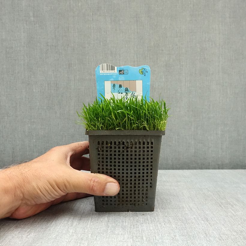 Spécimen de Lilaeopsis brasiliensis - Faux Tenellus Pot de 1L/1,5L tel que livré en été