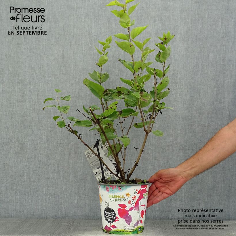 Spécimen de Lilas à fleurs de jacinthe - Syringa hyacinthiflora Maiden's Blush Pot de 4L/5L, Buisson, 3/4 branches tel que livré en été