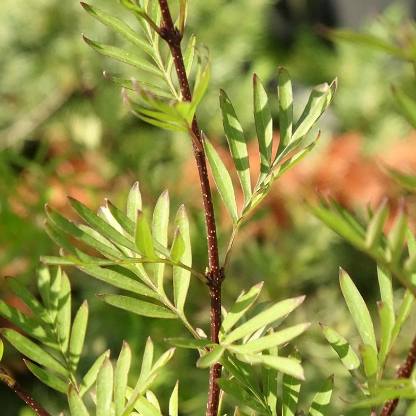 Lilas afghan - Syringa afghanica (Foliage)
