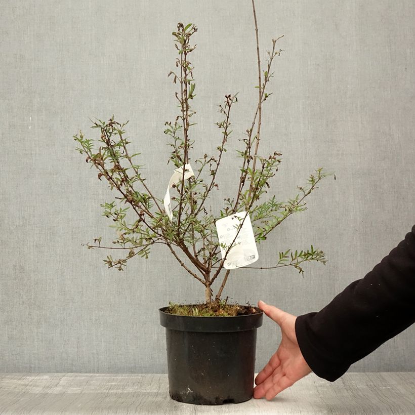 Spécimen de Lilas afghan - Syringa afghanica Pot de 4L/5L tel que livré en automne