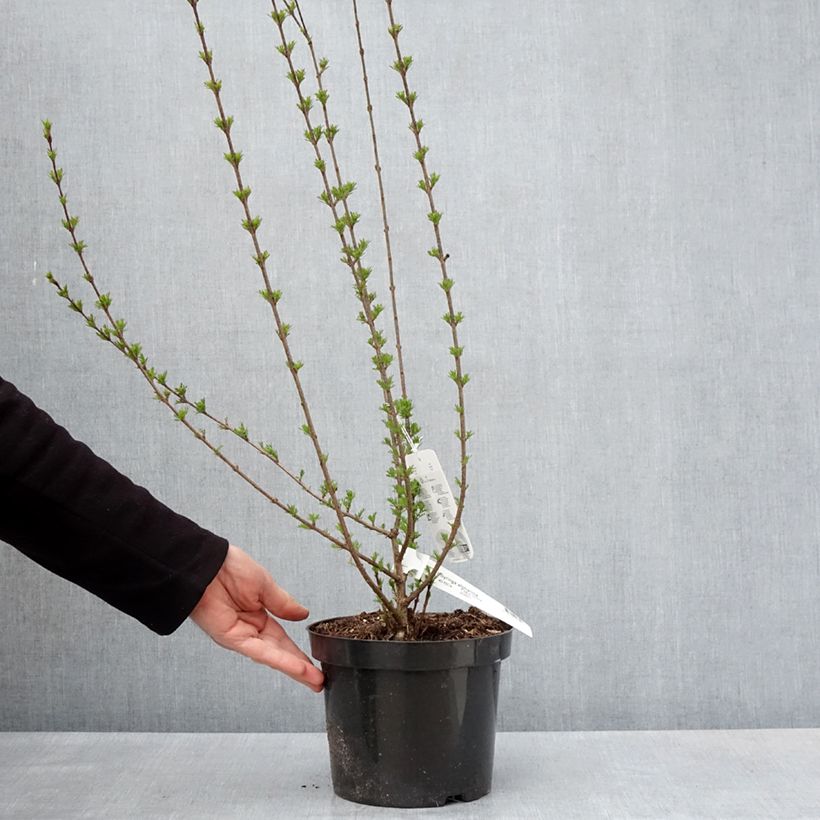 Example of Lilas afghan - Syringa afghanica Pot de 4L/5L as you get in printemps