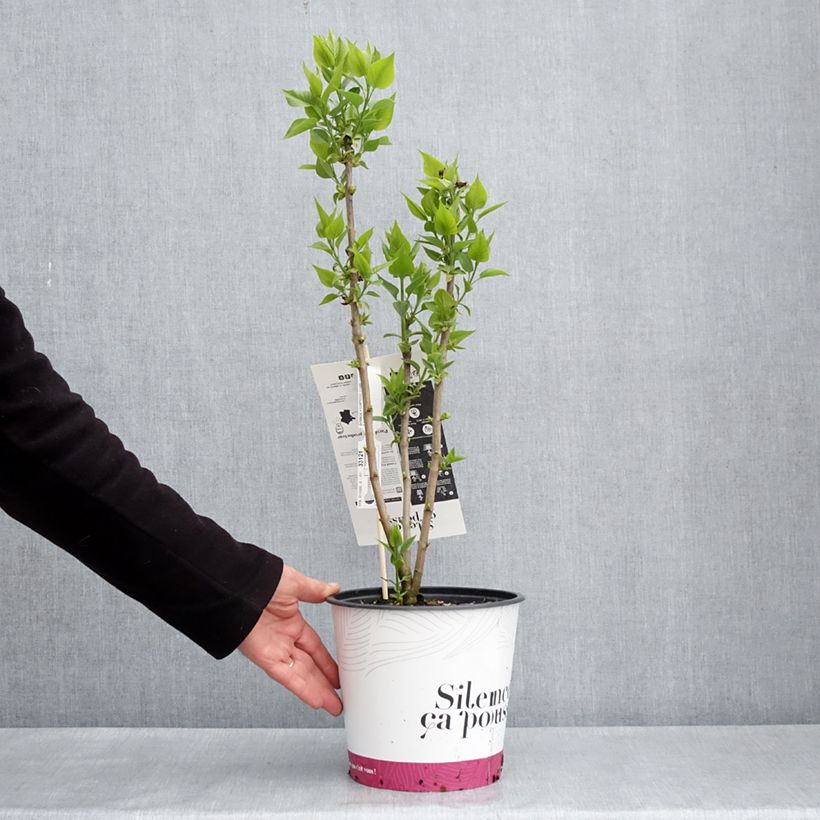 Example of Lilas commun - Syringa vulgaris Comtesse D'harcourt Pot de 4L/5L as you get in printemps